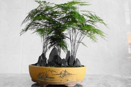 文竹怎么养才能更旺盛？有哪些种植技巧能让文竹生长更旺盛呢