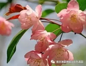 老一辈的经验：花后修剪和造型