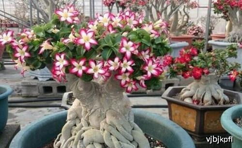 积水处理， 保持土壤透气