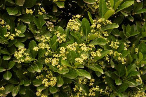 第一章：冬青后来啊那些事儿