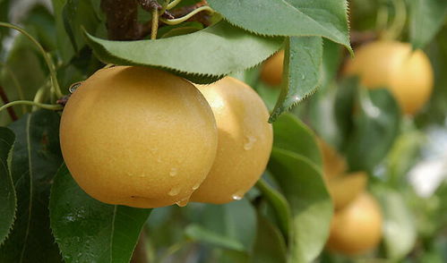 改良土壤， 让梨树茁壮成长