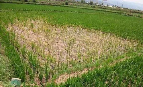 几种水稻田常用除草剂介绍