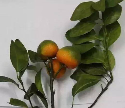 柑橘叶子上的污渍， 我有点头疼