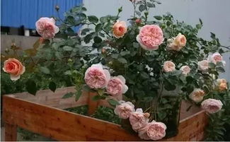 用2加仑的花盆就足够了放东阳台每天晒3小时比彳艮多切花月季还精致。