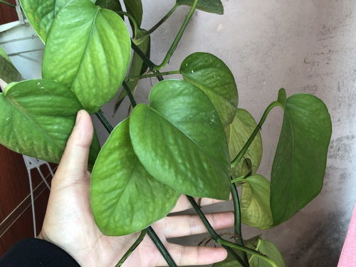 南方冬天如何养护绿萝才能保持生机盎然