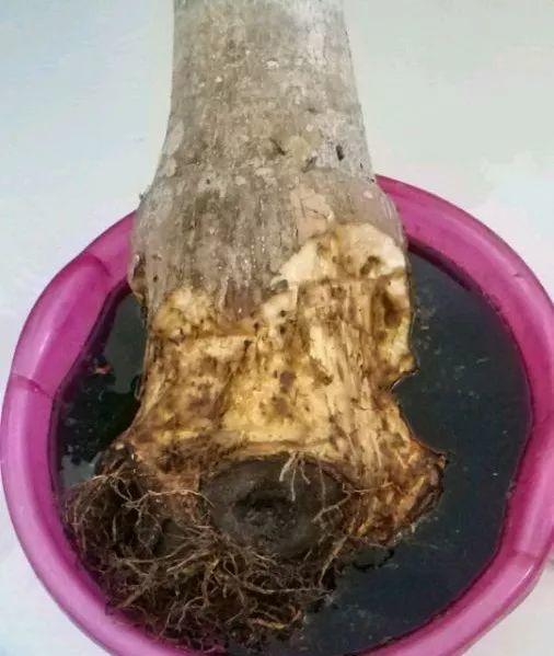多菌灵， 环保又平安