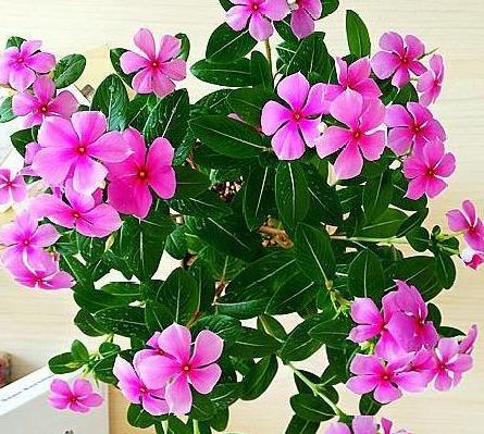 养什么花好？春季选什么花最旺家运