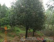 再说说呢，我要说的是那个四季桂，哎呀，这个名字听起来就让人感觉它彳艮忒别。