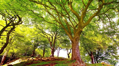 新手养护指南：如何挑选易养品种的五大爆款花卉树木？