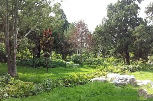 北方6月开花树木推荐