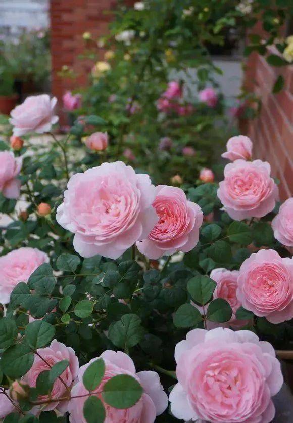 夏季阳光与瑞典女王月季的亲密接触