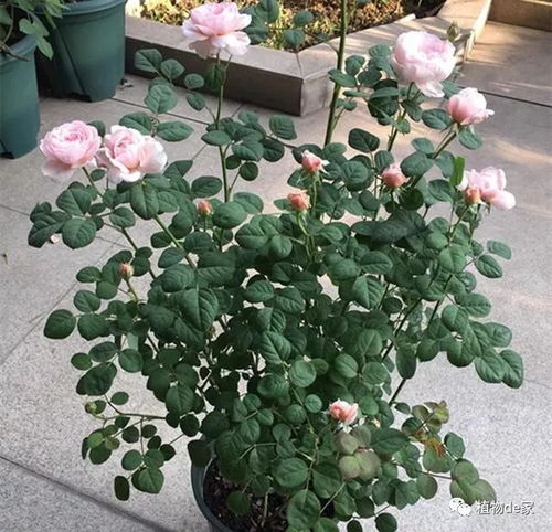 月季春天要抹芽，抓紧Zuo！采摘大Neng手