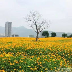 硫华菊：耐寒的金色小花