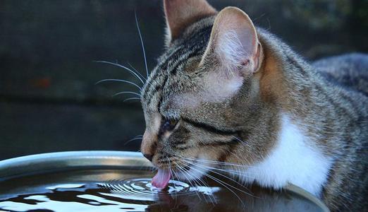 猫咪能喝菊花茶水吗？这些危害你一定要知道
