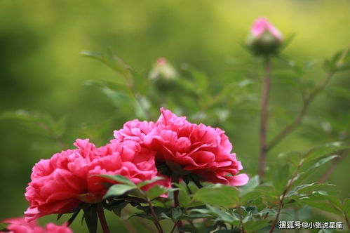 精美牡丹刺绣，这款华丽绽放的款式