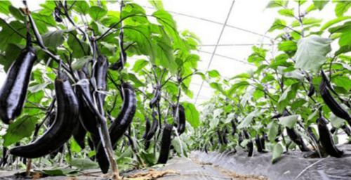 生物农药在阴天的优势