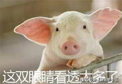 传统养猪环境困境如何解？楼房养猪智能控制来支招