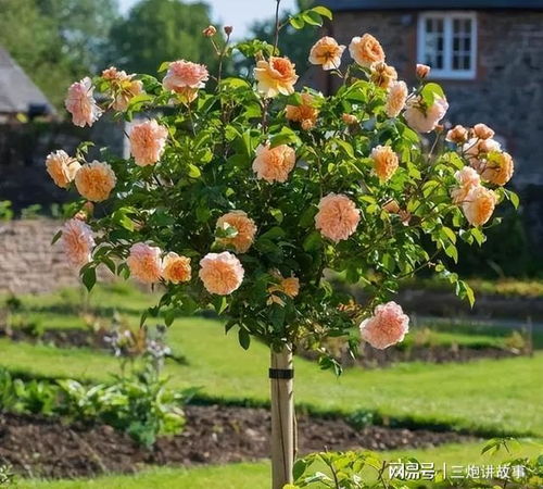 月季树的花色花型真的那么多样吗？