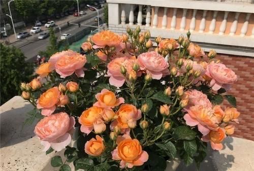 大型月季的肥水需求，你了解吗？