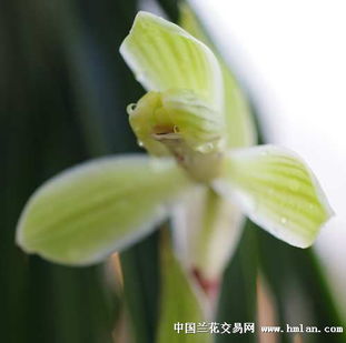 兰花绽放，花蕊含香
