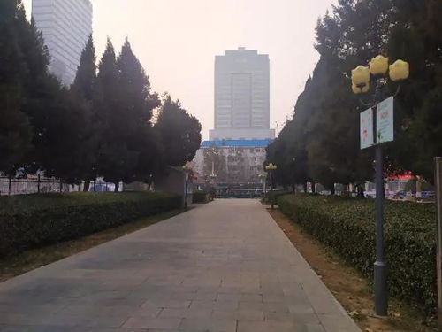 冬日里的绿色守护者