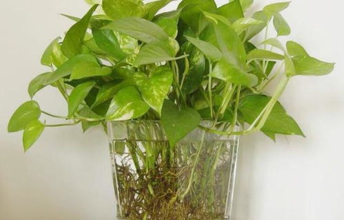水培植物四季施肥养护中，春季如何根据植物生长特点调整肥料种类和用量