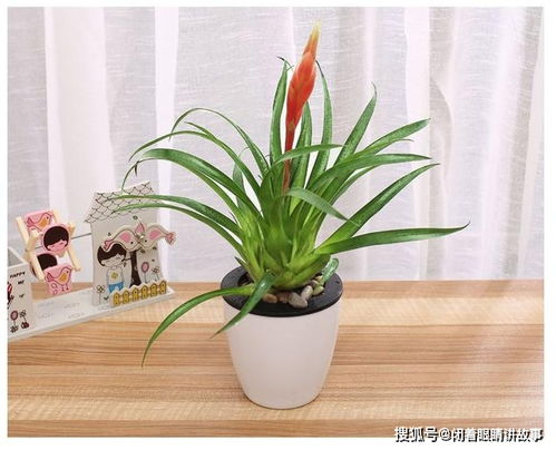 绿植晚上释放氧气还是二氧化碳？揭秘植物夜间的秘密