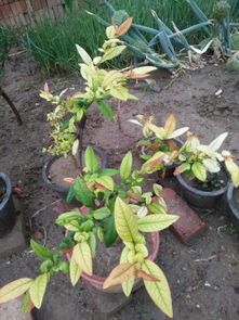 海棠花叶子， 那花中的舞者