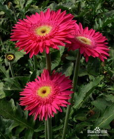 种植技巧与注意事项