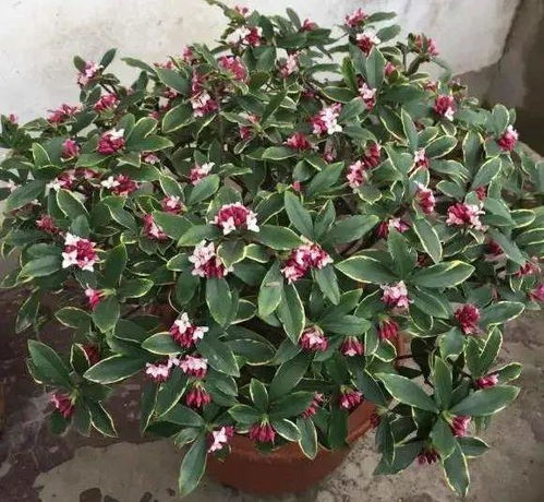 杜鹃花开完，如何修剪才能焕发新芽