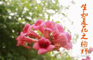 竹梅情缘，坚韧花卉，自然之美永流传