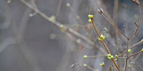桃花花期多久？速看桃花绽放时长！