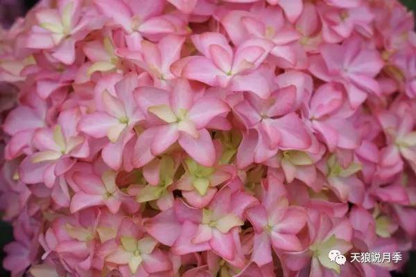 贝拉潮流月季， 花开如梦