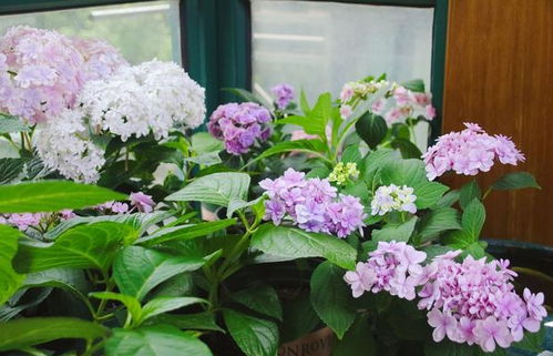 绣球是灌木植物