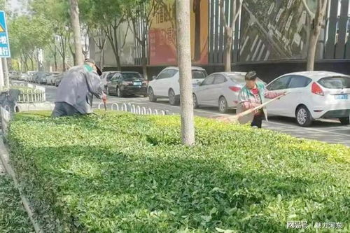 绿化带中的白花灌木大盘点