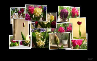 桌面风信子，香满办公室