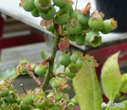 蓝莓种植过程中，如何科学管理土壤、肥料和水分