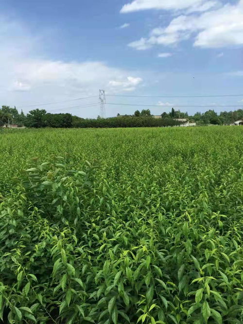 如何避免乙草胺对树苗的伤害？