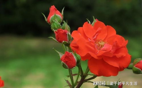 原因一：施肥不当