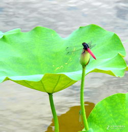 荷花竹养护小记