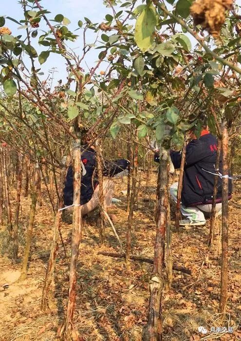 月季花，南阳的骄傲