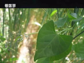 杂草的生长规律