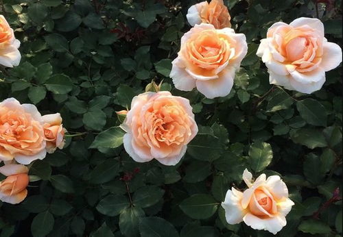 月季界的顶级荣耀：世界Zui受欢迎月季评选