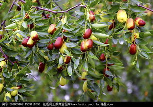 赤霉素：冬枣树的好帮手