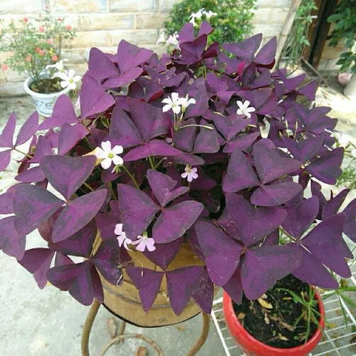 紫浆草的分株种植