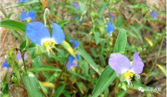 稻杰五氟磺草胺：低龄期鸭跖草的克星