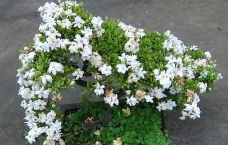 “小叶栀子花养护攻略，家庭种植必备技巧”