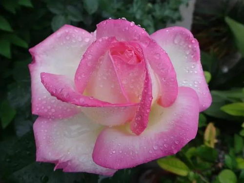 庭院里的花海，哪款月季梗迷人？