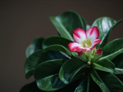 忒别是秋季开花时如guo盆土过湿容易引起落花