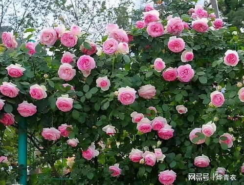 庭院里的美丽使者：多季开花的藤本月季